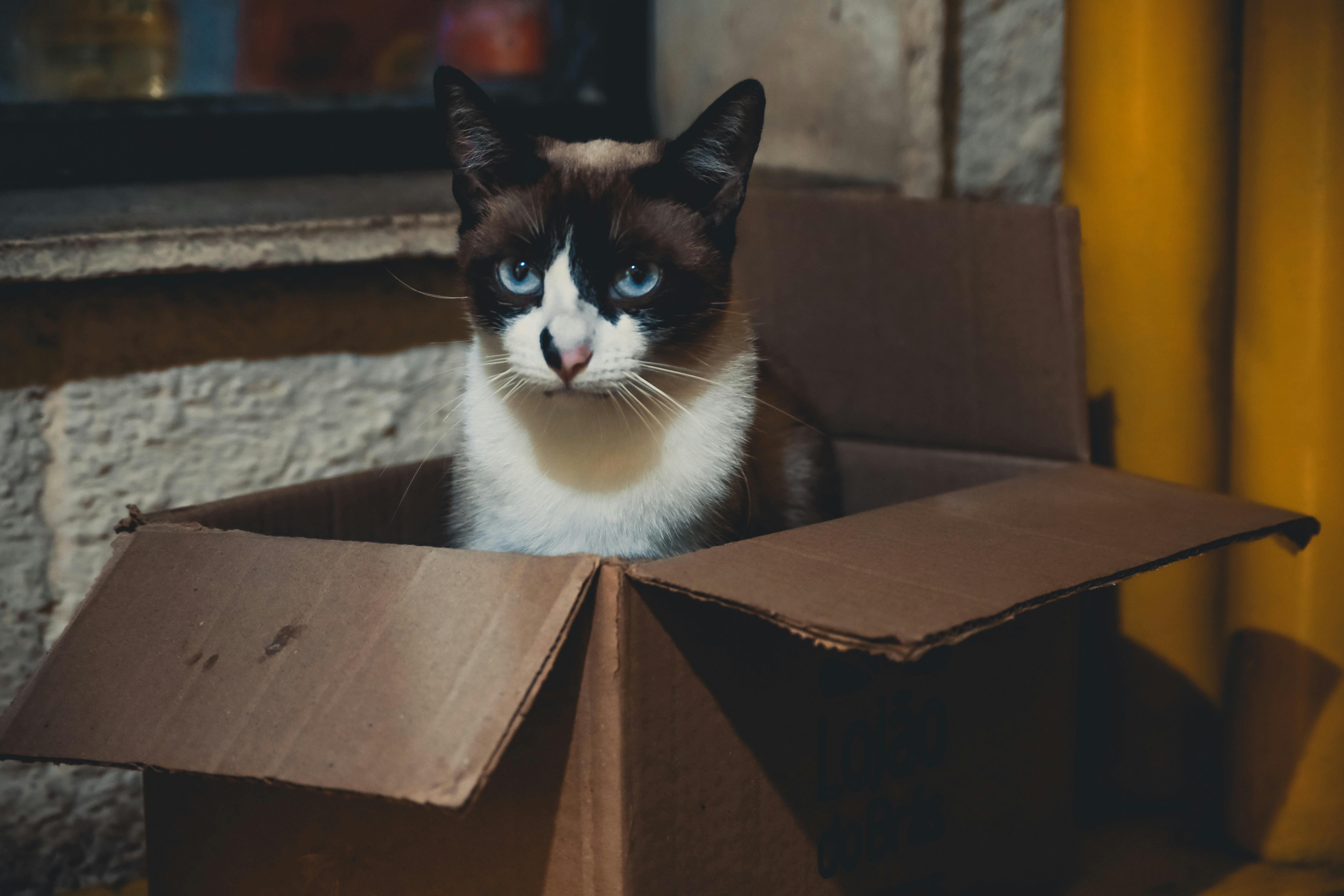 Tuxedo%20Cat%20in%20a%20Cardboard%20Box Tuxedo Cat in a Cardboard Box